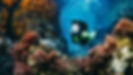 Coral Reef