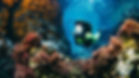 Coral Reef