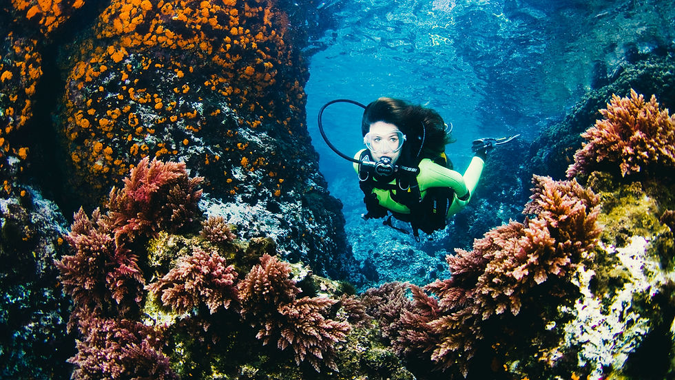 Coral Reef