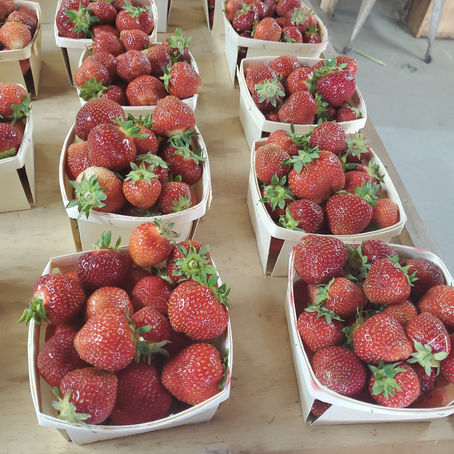 Native NH Strawberries are in!