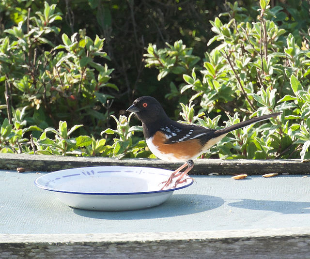 DSC_0734_edited