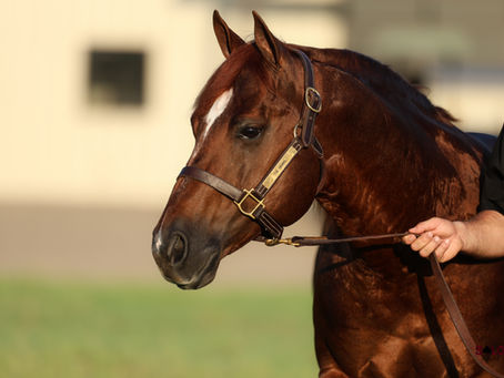 The Animal Extends His Influence with Solo Select Incentive Futurity Sponsorship