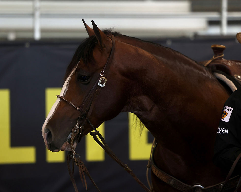 Metallic Cattack Crowned Top Sire at the Gold Buckle Futurities Spring Event