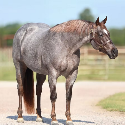 NRCHA Open Snaffle Bit Futurity Finalist & Proven Producer One Sparking Time to Sell in Solo Select Thanksgiving Sale