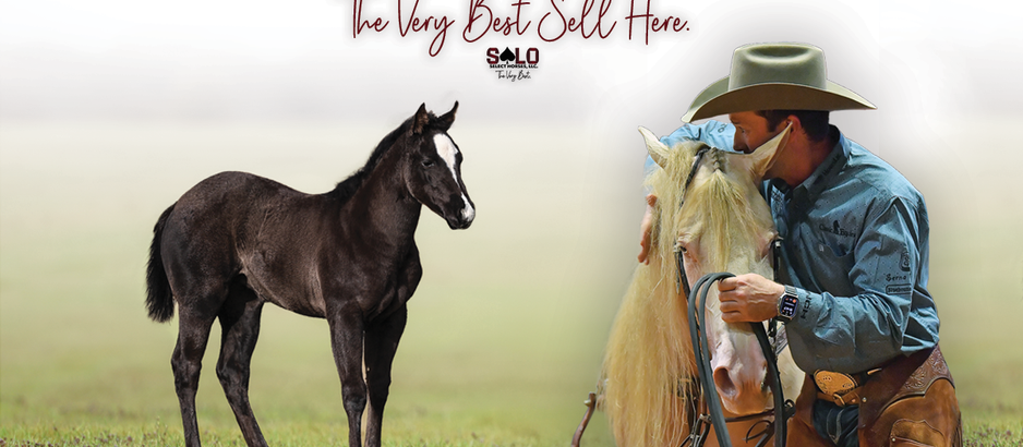 $360,000 Shakes The Western Industry In Latest Solo Flash Sale