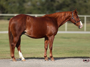 Exclusive Select Genes Mare Ahh Momma Mia To Sell in Solo Select New Year’s Eve Sale