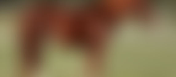 Exclusive Select Genes Mare Ahh Momma Mia To Sell in Solo Select New Year’s Eve Sale