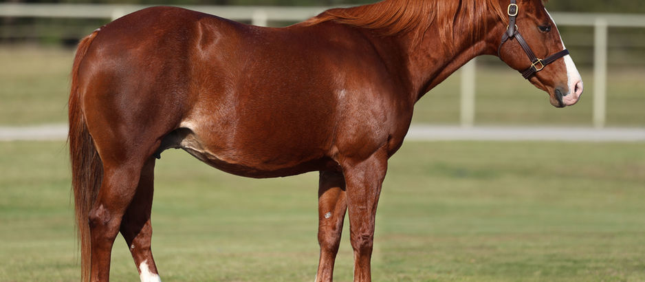 Exclusive Select Genes Mare Ahh Momma Mia To Sell in Solo Select New Year’s Eve Sale