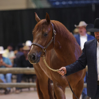 When Relentless Empire sold for $900,000 last night in Heber City, she didn't just top the sale, she headlined a $1,250,000 day for Select Genes' mares.