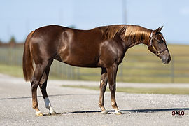 2025 NCHA Sale (List) | Solo Select Horses