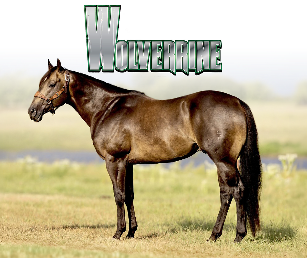 Wolverrine and Jaguarr Stand Frozen-Only at Solo Select Horses