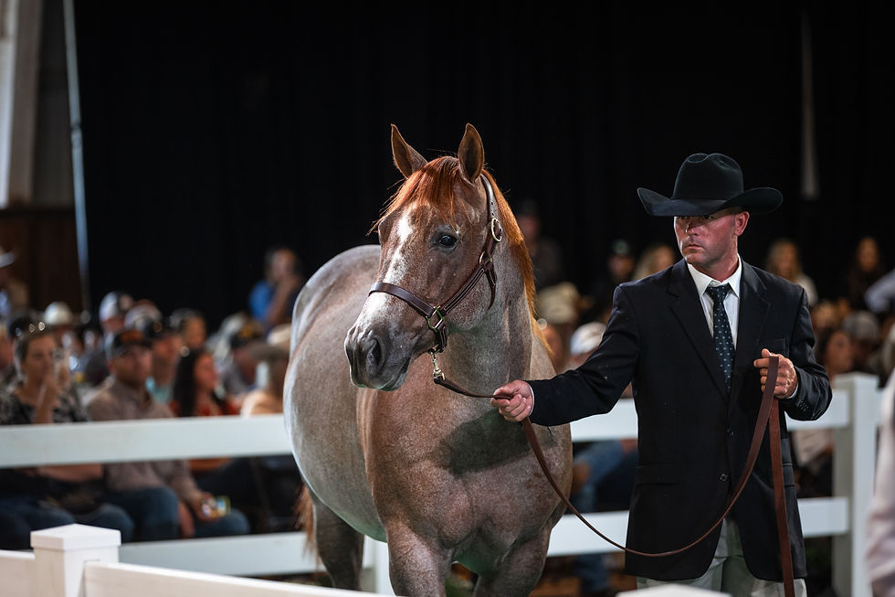 All Spice at the Teton Ridge Absolute Dispersal Sale | Credit: Elite Equine Promotion