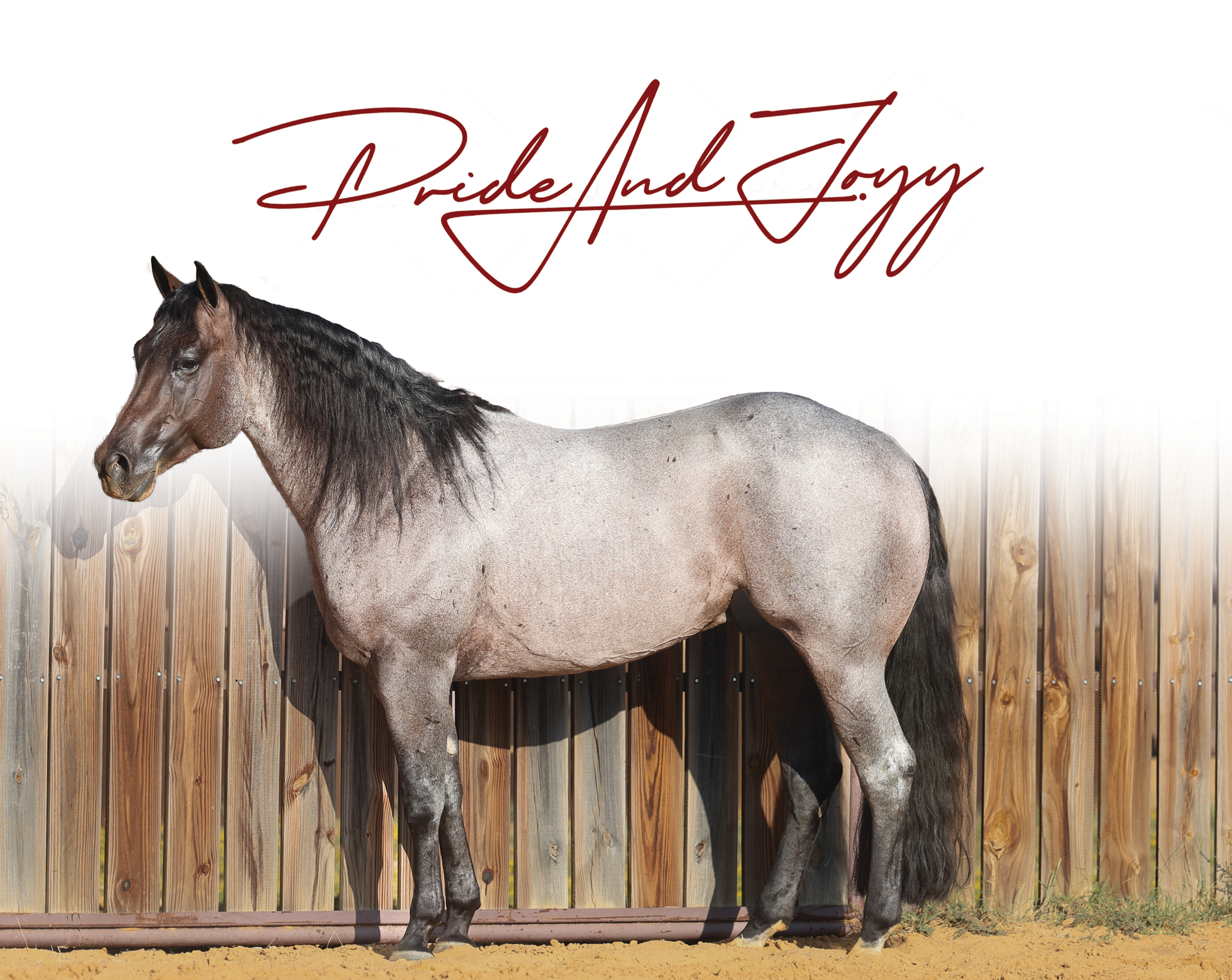 Pride And Joyy | Solo Select Horses