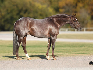 Top 5 Average $128K in Select Online's Thanksgiving Mixed Sale