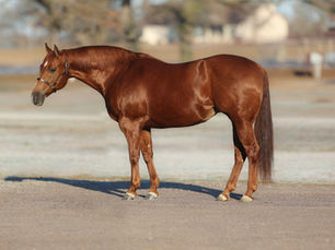 Select Genes Mare Runawayheart Has $100,000 Yearling Sell in Heritage Place Sept. 22