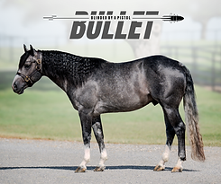 New Solo Logo black.png