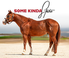 New Solo Logo black.png