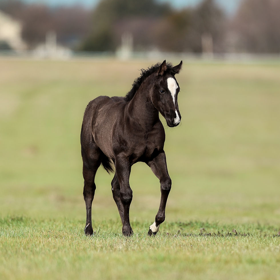 blackish filly-3 (1).jpg