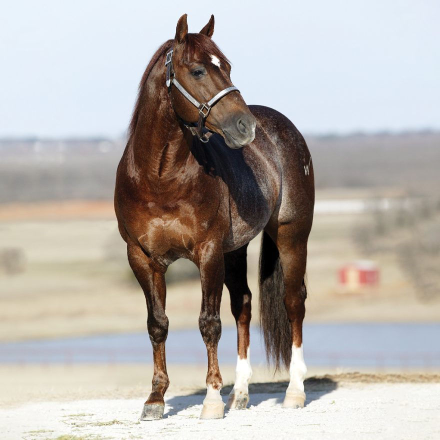High Brow Cat is sired by High Brow Cat, the all-time leading sire of cutting horses