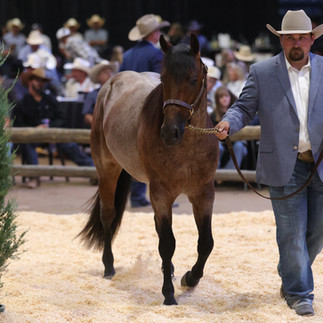 When Relentless Empire sold for $900,000 last night in Heber City, she didn't just top the sale, she headlined a $1,250,000 day for Select Genes' mares.