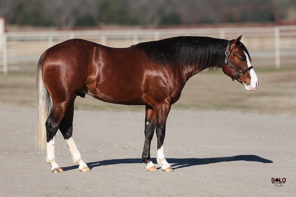 The Solo Select March Mixed Sale took place Sunday, March 15, 2026 and brought together a variety of horses representing multiple disciplines. The offering included prospects, performance horses, and broodmares from programs across the country. The aged-event horses averaged $66,333 across the sale, led by a 2020 sorrel mare that topped the offering at $100,000.