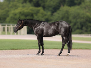 Blackkout - '21 Stallion, Winners Version x RC Back In Black to Sell w/ Pink Buckle Stallion Slot