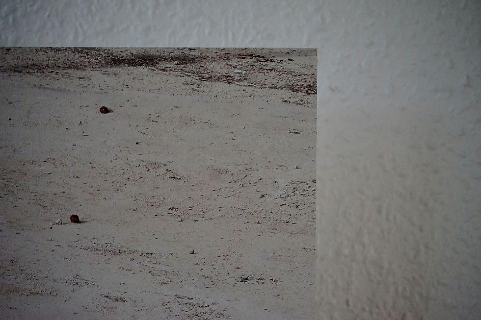 Miniature : Adel Bentounsi - 2015 -في الهوى سوى