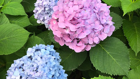 子どもは雨が好き☆