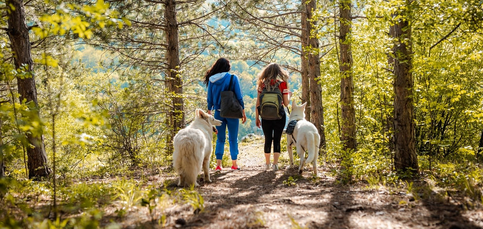 Two women enjoy a walk in the woods with their calm German Shepherd Dogs