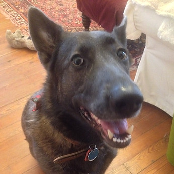 Head shot of a happy German Shepherd