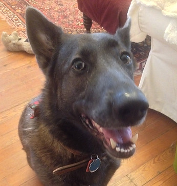 Head shot of a happy German Shepherd