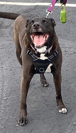 Big dog smiling at the camera