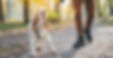 A brown and white spaniel pulling on the leash and barking