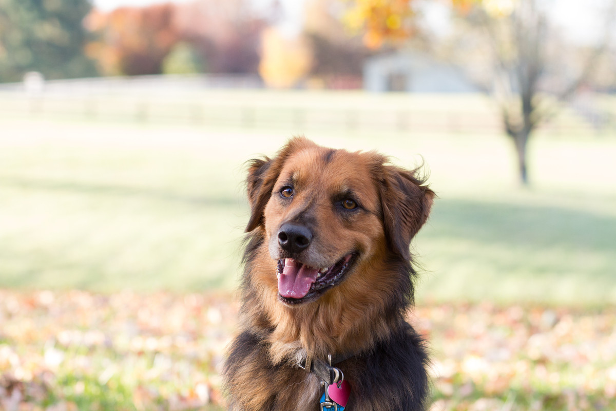 Positive private dog training Lexington KY Enjoyable Dogs