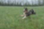 A happy looking Australian Shepherd runs with all four feet off the ground, so it looks like she’s flying