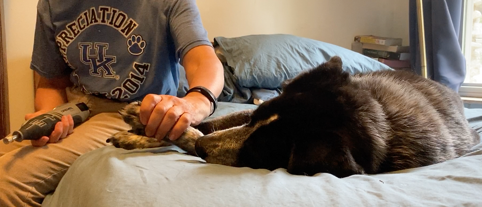 dog lying peacefully while her toenails are groomed with a dremel grinder