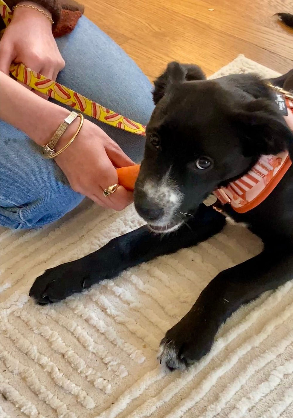 A black puppy lying on a rug is gnawing on a carrot that is held by a person kneeling beside her.
