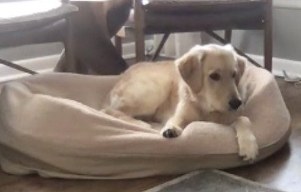 Golden retriever puppy practices relaxing on a dog bed while someone rings the doorbell.
