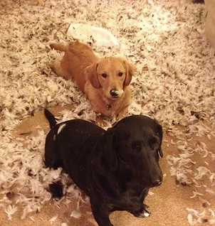 A brown dog and a black dog 