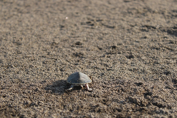 Foto Schildkroete.jpg