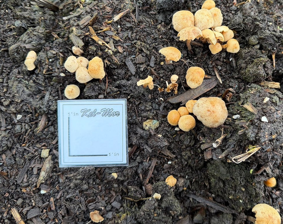 Mushroom compost with size scale showing fine, composted organic texture.