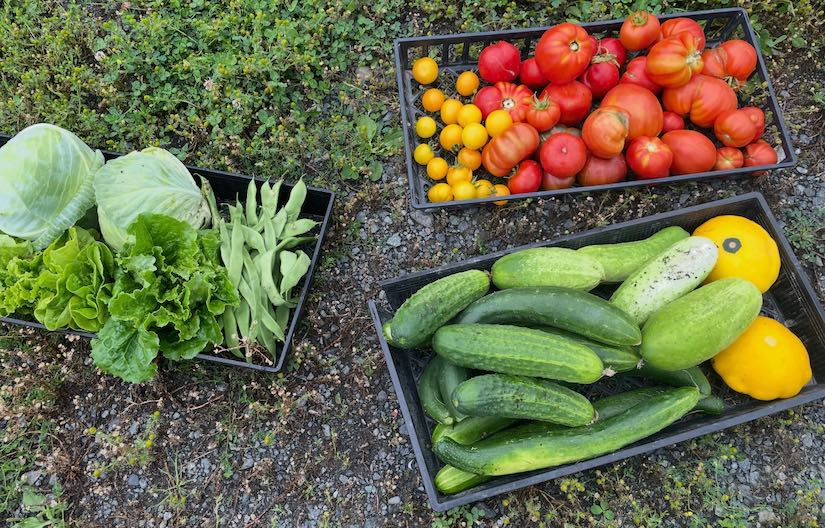 Vegetables from the Chilliwack SDA Church community garden