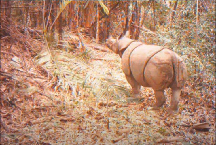 Rhino 1.png
