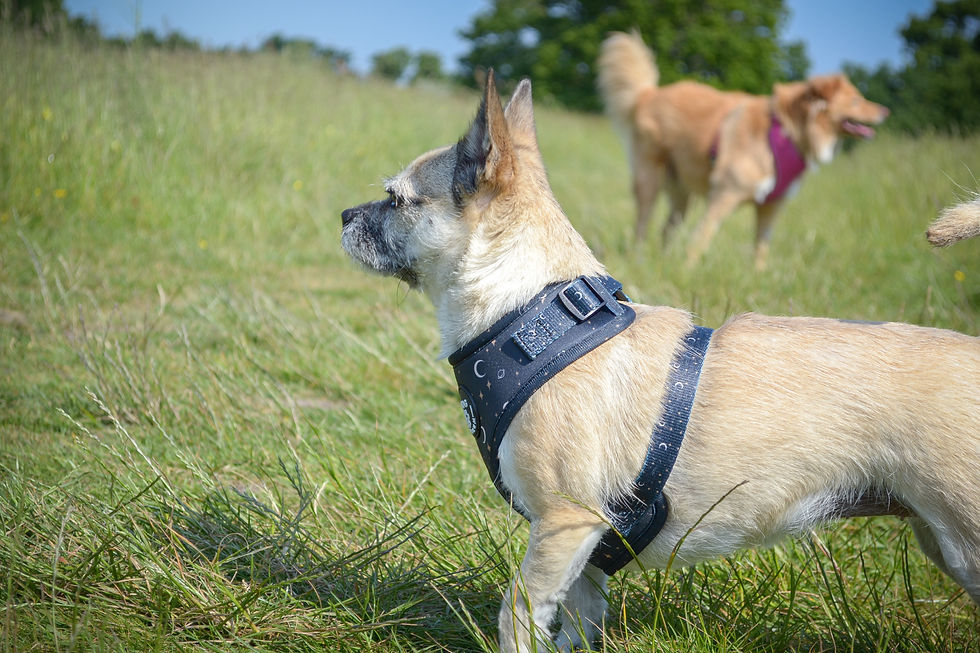 Thumbnail: Luna Harness