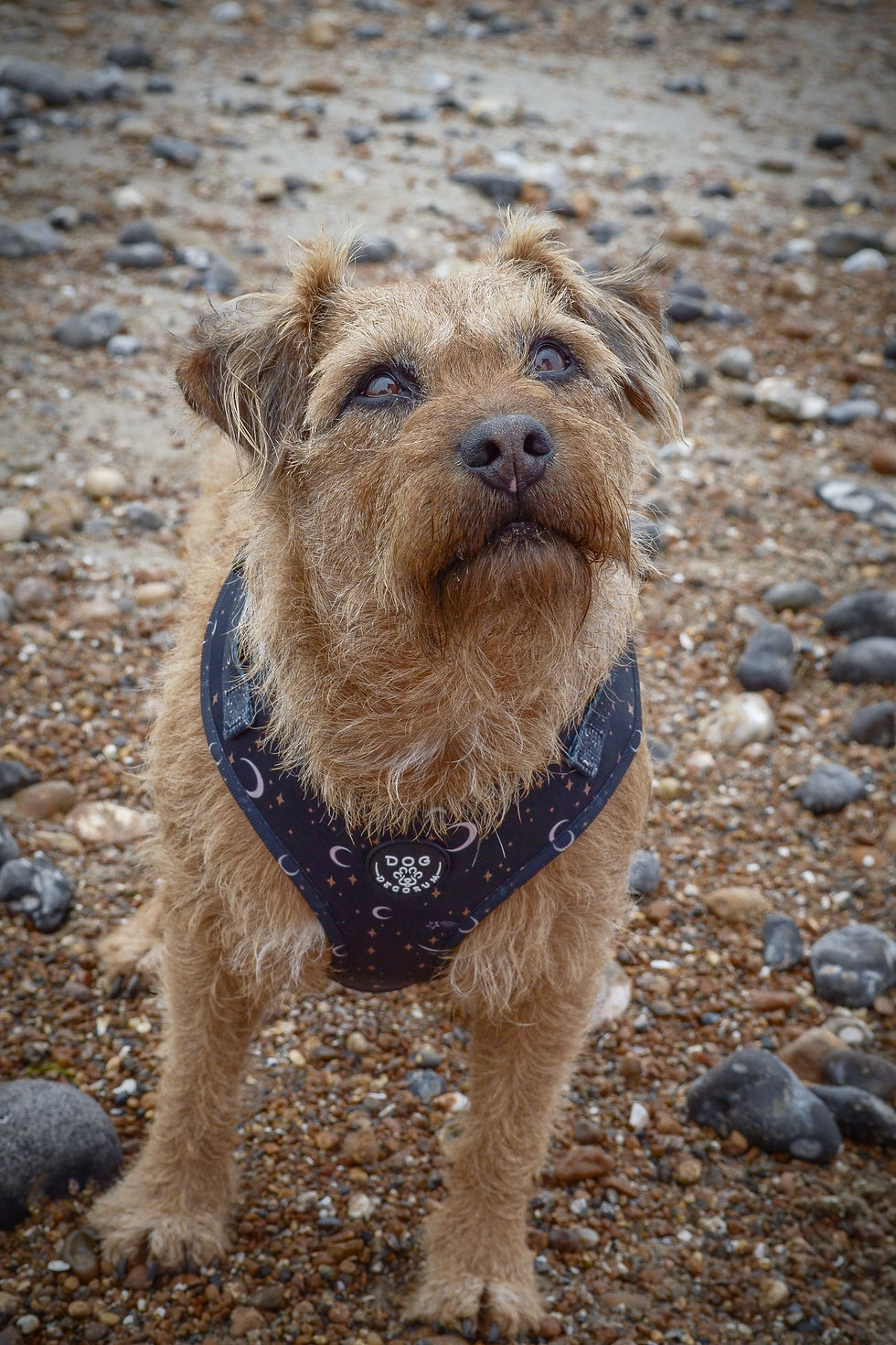 Thumbnail: Luna Harness