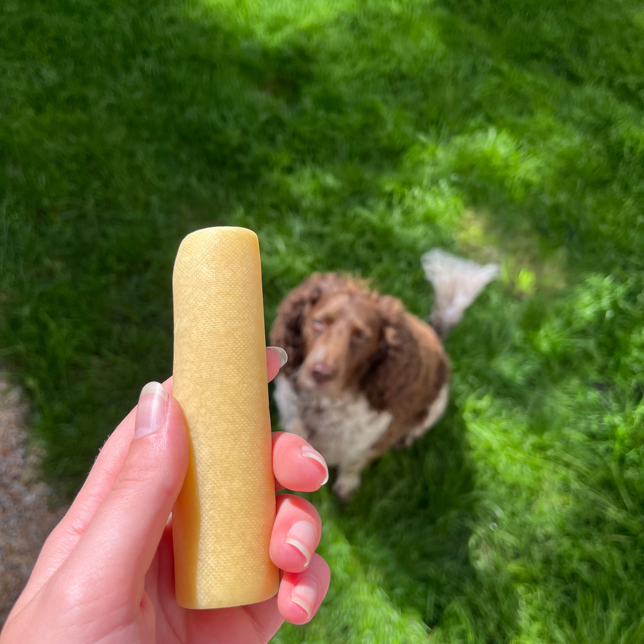 The yak Cheese Chew Co Dog Chew Original Medium