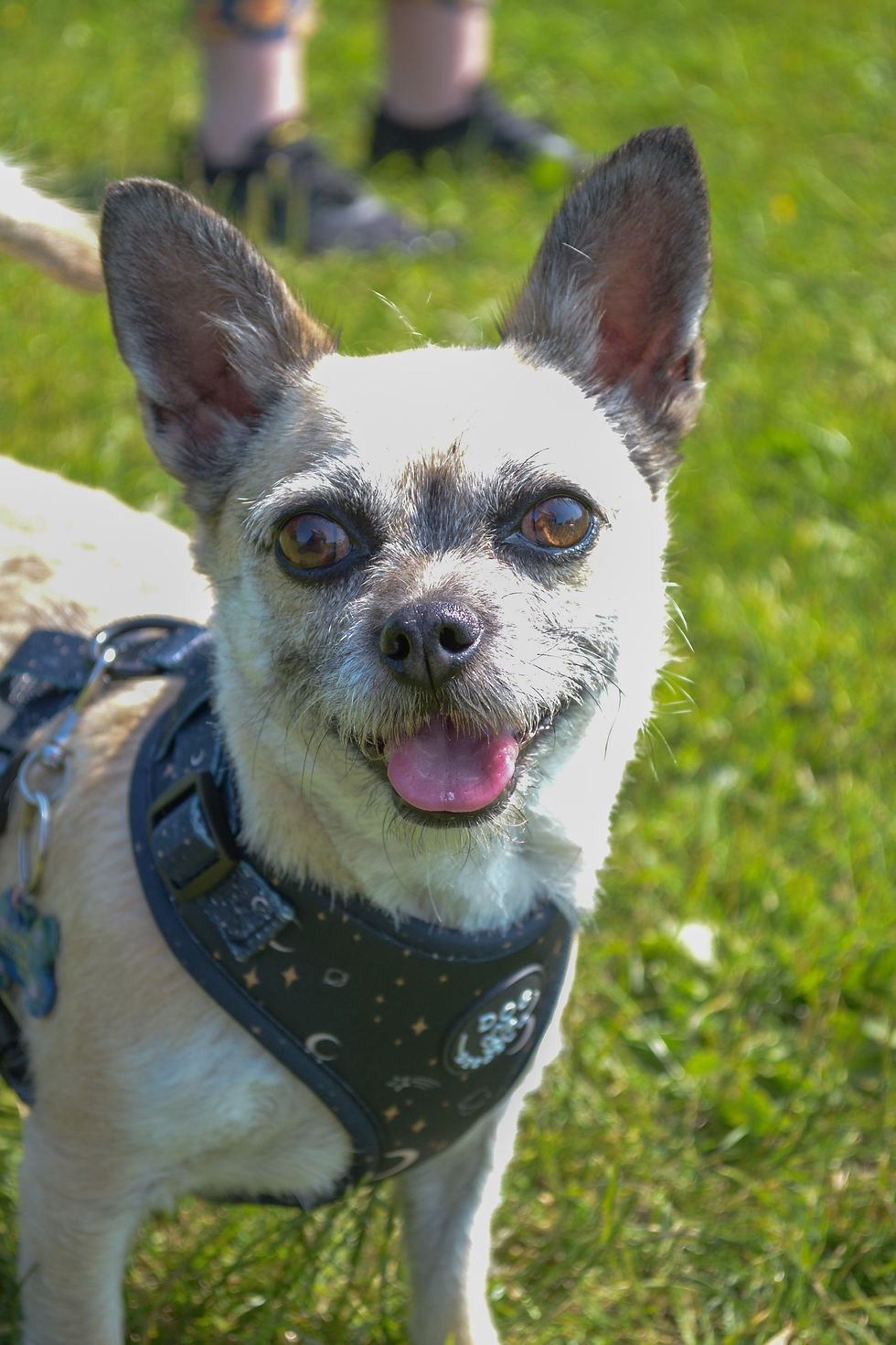 Thumbnail: Luna Harness