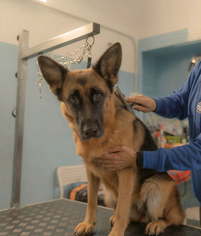 Centro Cinofilo Team Ferrer - Toelettatura cani