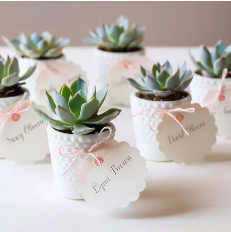 Thumbnail: Mini Plants