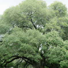 Preview-Sandlewood-Manor-Sip-n-See_Alicia-Yarrish-Photography-1 (1)_edited.png